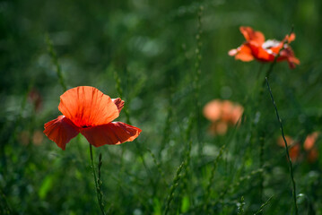 Closeup of wild poppies in a meadow