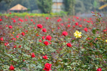 yellow rose flower blooming in roses garden on background red roses flowers