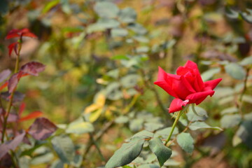 Roses around the world, rose garden