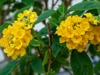 Yellow blooming bush flowers in the park