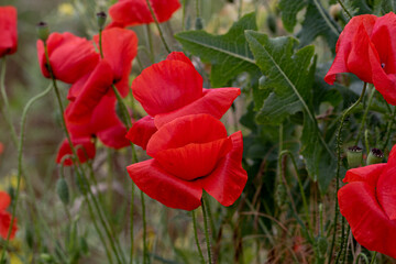 Flowers Red poppies bloom in a wild field. Beautiful field of red poppies with selective focus and color. Soft light. A glade of red poppies. Toning. Fashionable Creative Processing in Dark Low Key