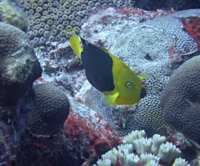 Fototapeta na wymiar Rock Beauty Angelfish Grazing on the Reef