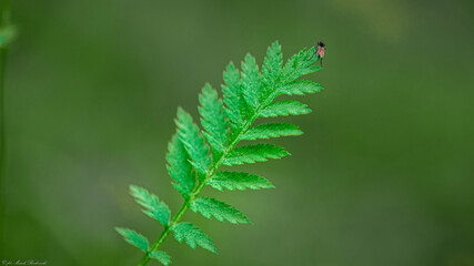 mały owad na listkach sosny