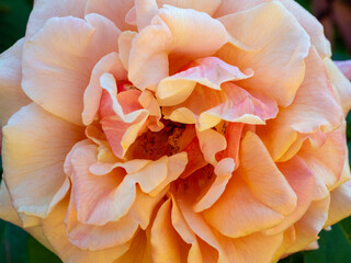 Fototapeta na wymiar view of a blooming yellow rose in the park