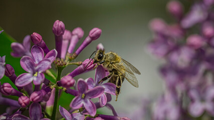 pszczoła na kwiatku bzu