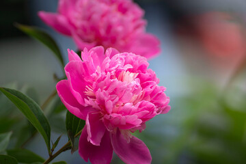 Fototapeta premium Pink flowers peonies flowering on background pink peonies. Peonies garden.