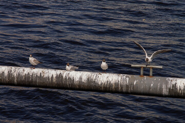 a large flock of gulls sits on a metal pipe