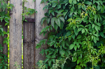 Old wooden fence covered with green ivy. Natural background texture.