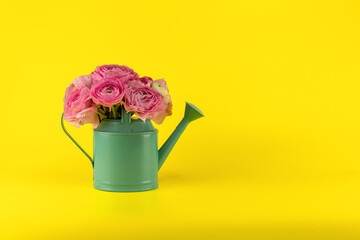 a bouquet of pink ranunculus flowers in a turquoise watering can on a yellow background