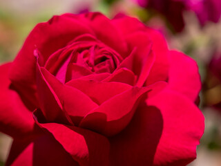 view of a blooming red rose in the park