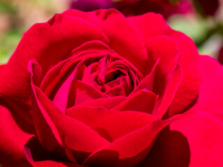view of a blooming red rose in the park