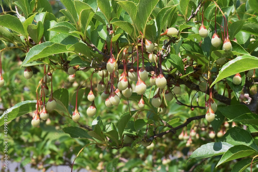 Sticker japanese snowbell berries. styracaceae deciduous tree.