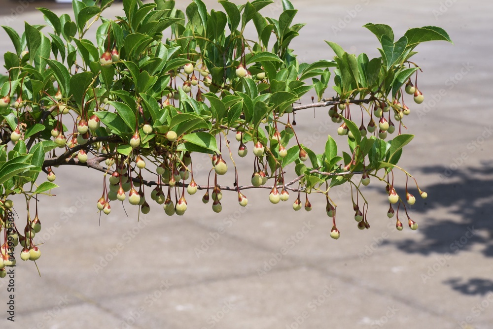 Sticker Japanese snowbell berries. Styracaceae deciduous tree.