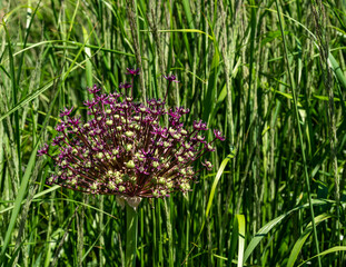 Allium or giant onion. Onions bloom in early summer.