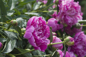 Fototapeta premium beautiful bush of peonies with pink flowers and green leaves. beautiful natural background.