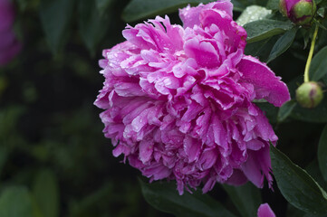 beautiful pink peony with green leaves on a dark background close-up. beautiful natural background.