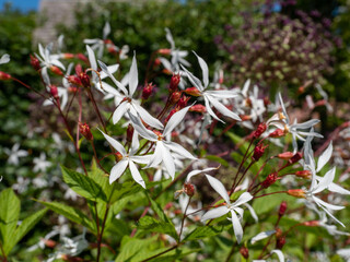 Flowers and leaves of chinaberry tree azedarach  