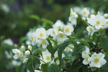 flowering bush of white jasmine. selective focus.