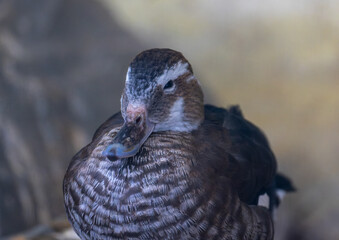 Duck - Anatidae