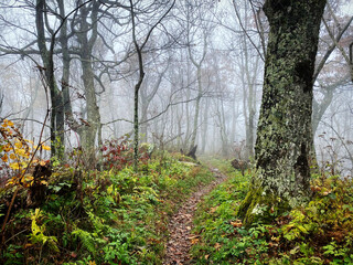 Fototapeta premium Foggy Autumn Forest Trail Path and Mossy Tree, Misty Green Forest Woods, in Shenandoah National Park Virginia
