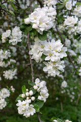 Obraz na płótnie Canvas apple tree flowers beautiful blooming in spring