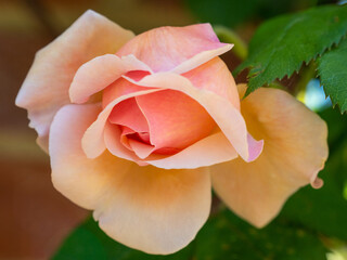 view of a blooming yellow rose in the park