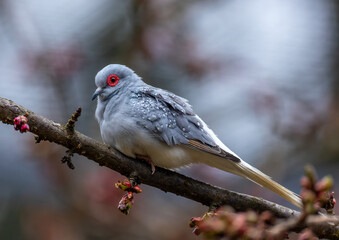 Diamond dove - Geopelia cuneata