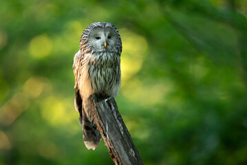 Ural owl ( Strix uralensis ) close up