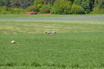 Cranes in the field