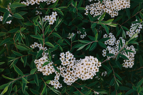 White flowers on a background of green leaves. Pyracantha crenulata, ornamental shrub.