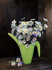 A bouquet of daisies in a garden watering can on the background of a wooden wall.