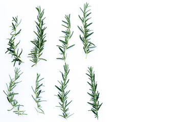 Rosemary isolated on white background.  Top view