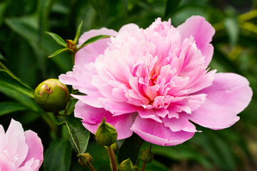 Two peony heads pink flowers and bud background wallpaper petals