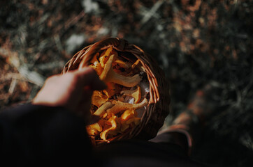 Fototapeta na wymiar mushrooms in a basket