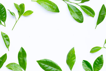 Frame made of citrus leaves on white background.