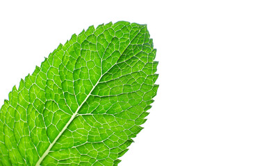 Single green leaf , close up macro, isolated on white background