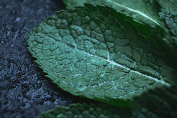 macro photo of fresh mint leaf on black textured background