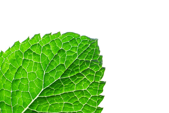 Single Green Leaf , Close Up Macro, Isolated On White Background