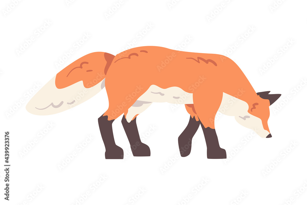 Sticker Red Fox, Side View of Wild Predator Forest Mammal Animal Cartoon Vector Illustration