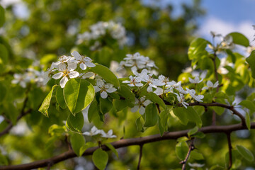 blossoming pear tree in spring