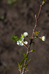 blossoming cherry branch in spring