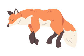 Red Hunting Fox, Wild Predator Forest Mammal Animal Cartoon Vector Illustration