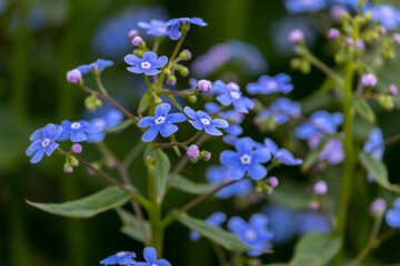 blooming forget-me-nots in the garden