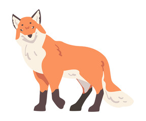 Cute Red Fox, Wild Predator Forest Mammal Animal Cartoon Vector Illustration