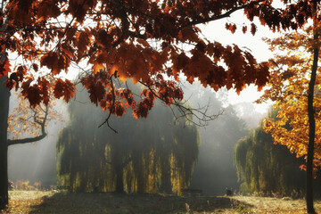 October morning in the park, misty beginning of a sunny day