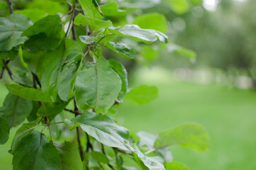 textured blurred green background with green leaves