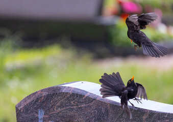 Blackbird - Turdus merula