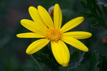 Flower of a grey leaved euryops, Euryops pectinatus