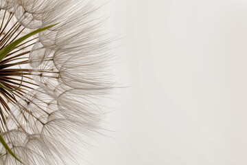Naklejki  Piękny puszysty kwiat mniszka lekarskiego na białym tle, zbliżenie