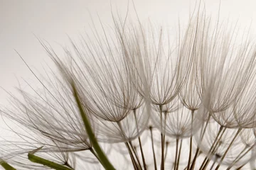 Voilages Photographie macro Belle fleur de pissenlit moelleux sur fond blanc, gros plan